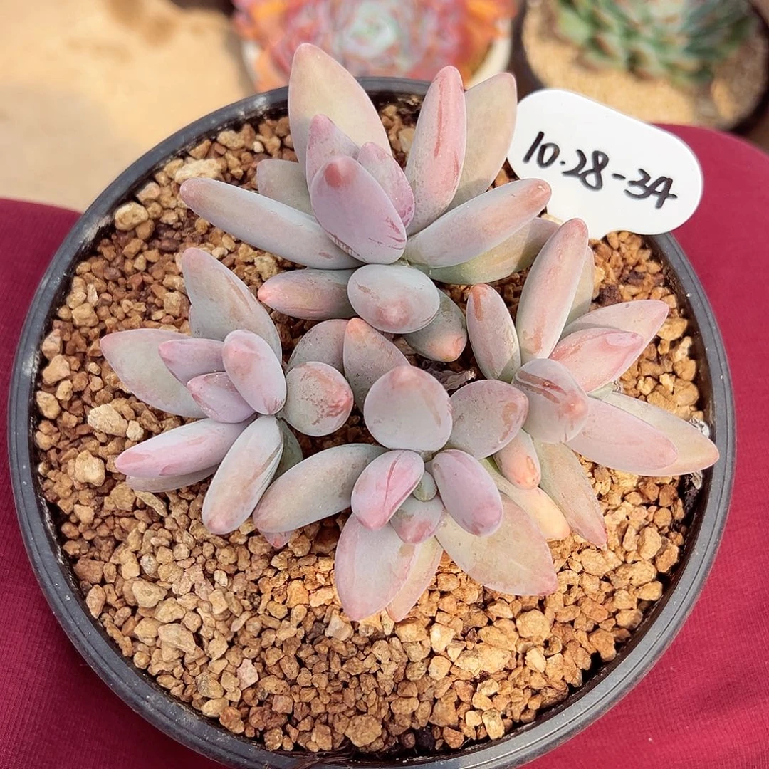 1028-34企鹅群。。。。