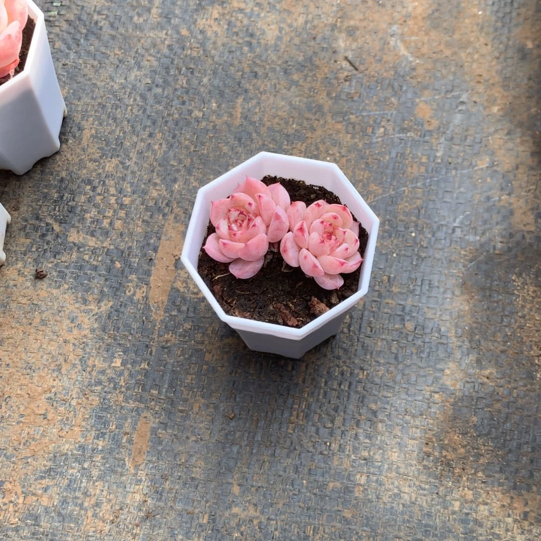 我不晓得咋搞诶噢