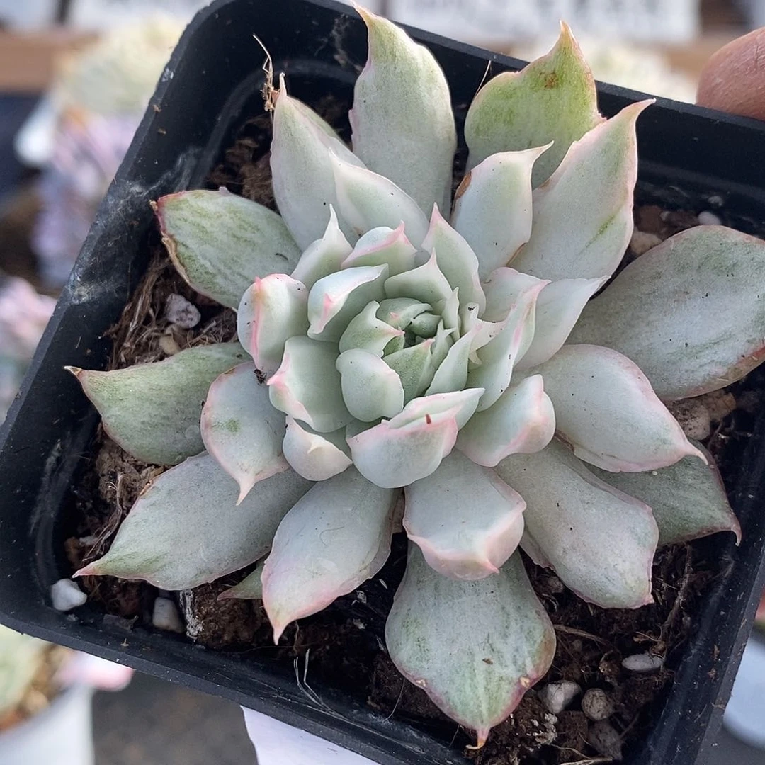 15202 宝莲灯冰边白锦