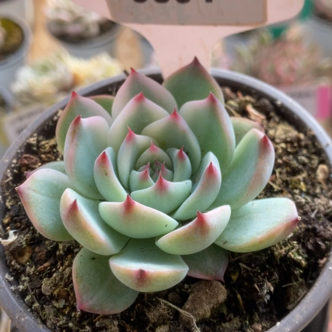 364吉娃娃锦锦锦锦锦