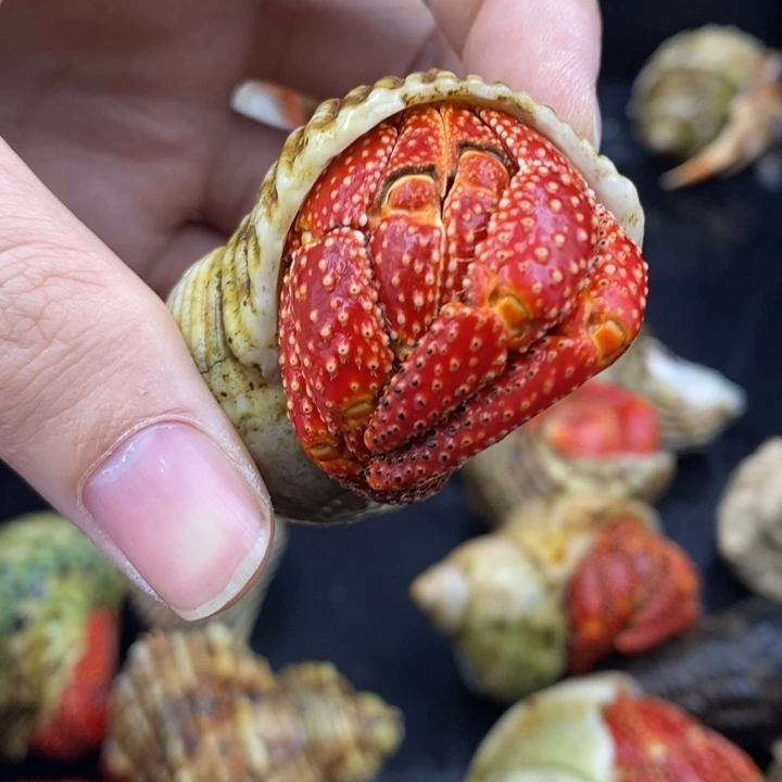 3.3口法拉利斐济草莓