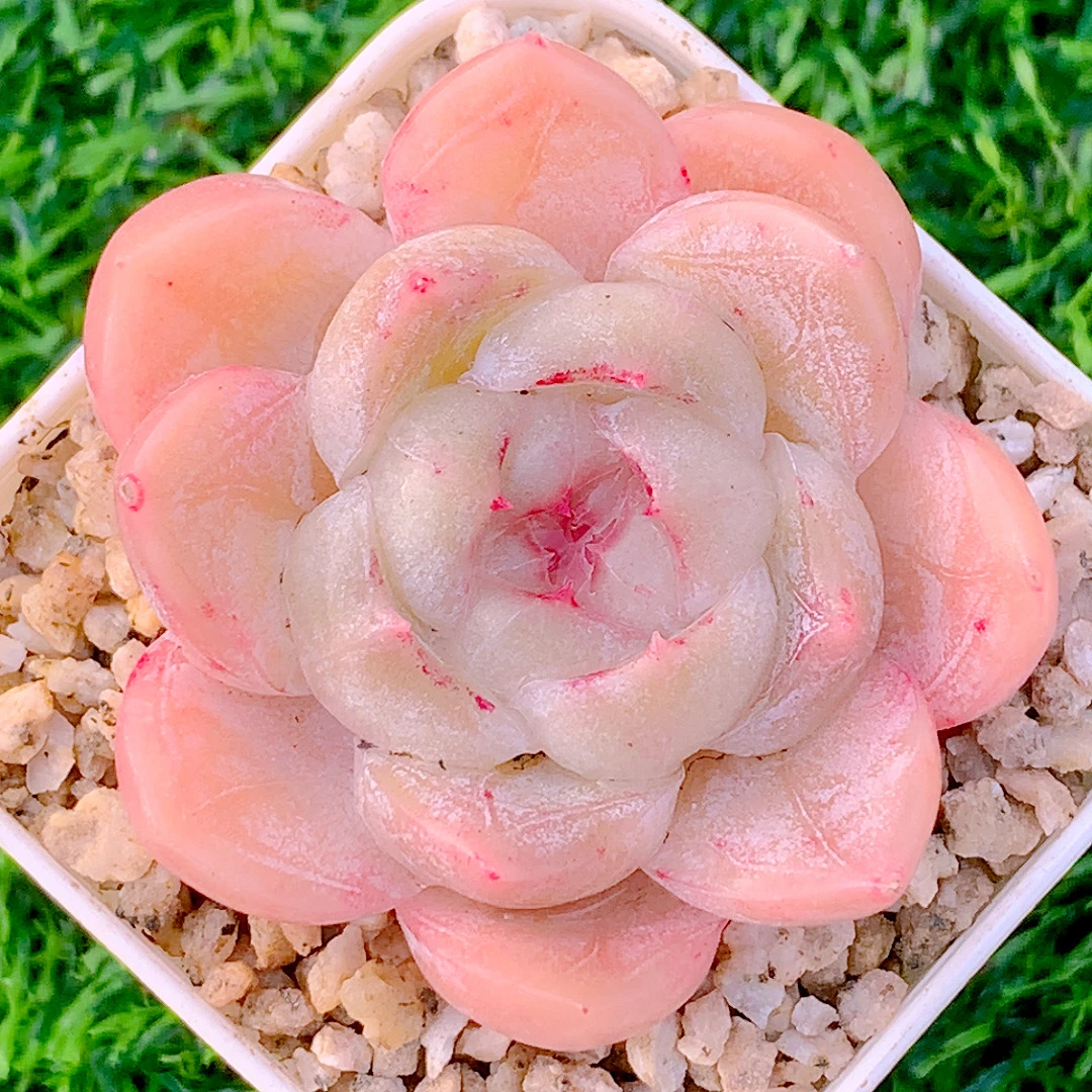 玛奇朵单头多肉精品多肉植物盆栽花卉好养一单包邮