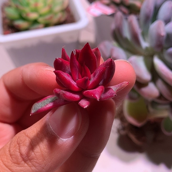 黑水晶玫瑰侧芽红锦