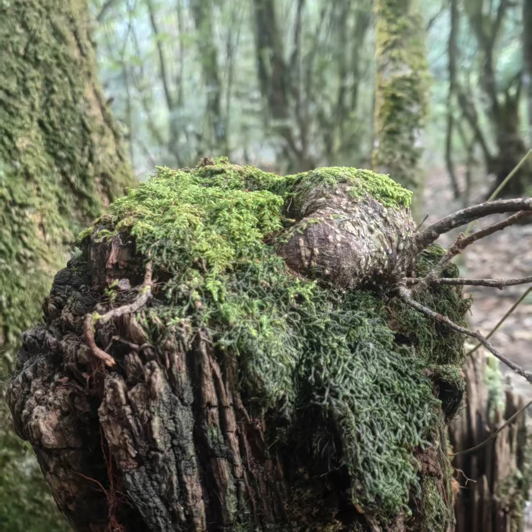 云南境边精品树萝卜