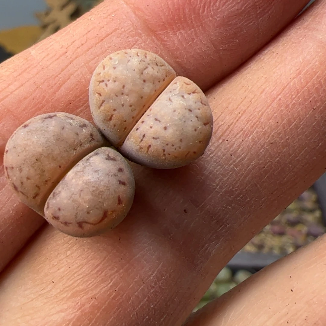 【闪购商品】000000005