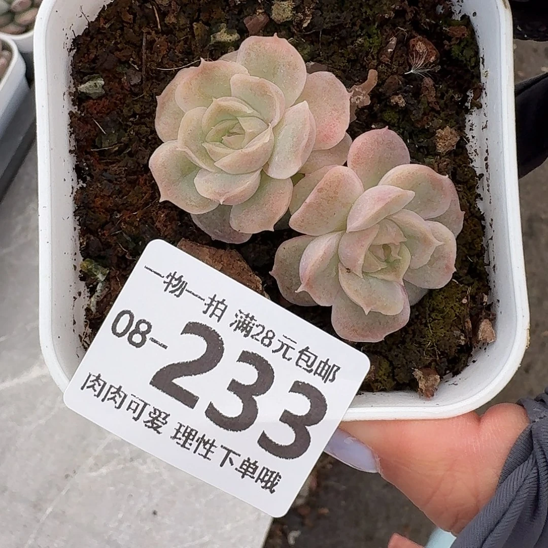 水晶虾饺无盆土发货无盆