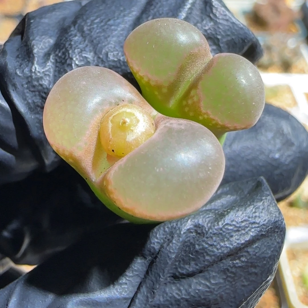 多肉植物漏大红风31号