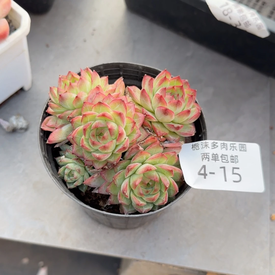 4-15月影杂多肉植物