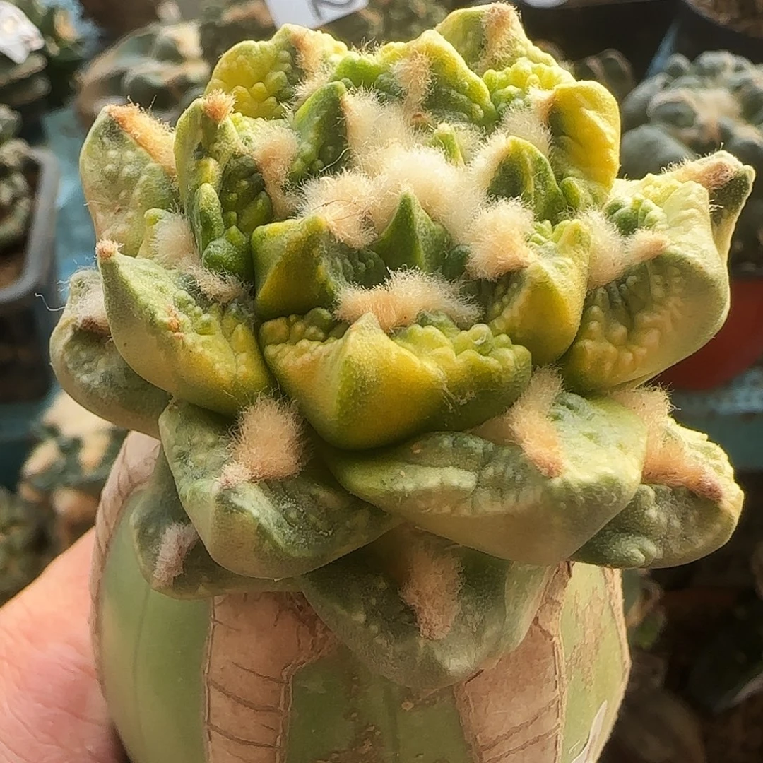 龙牙龟甲锦642仙人球