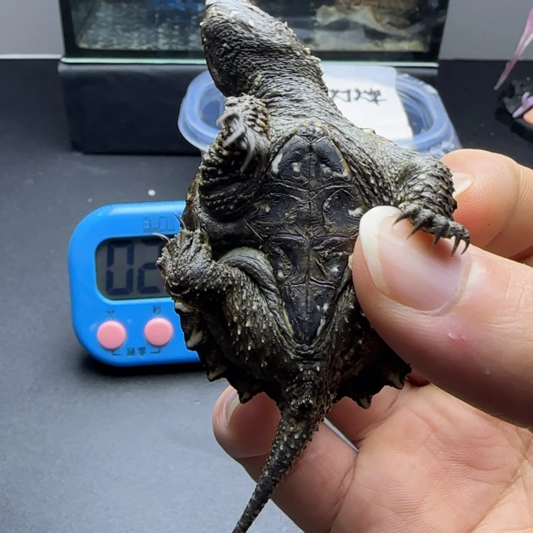 飞***6宠物龟公母搭配人工养殖宠物龟