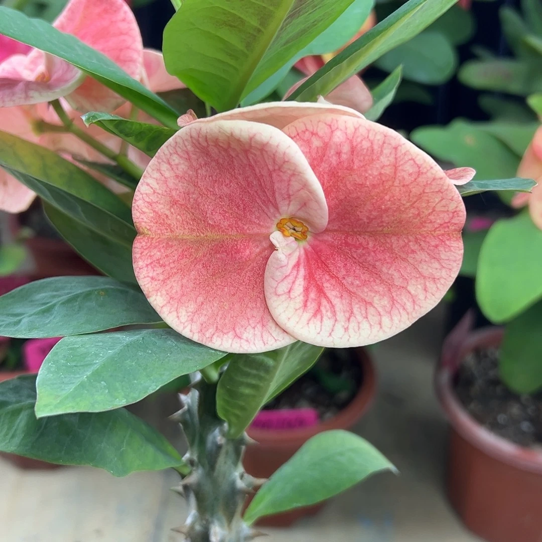 d12泰国大花虎刺梅