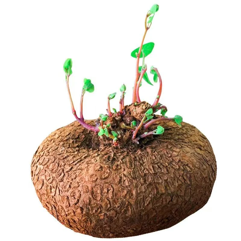 红藤山乌龟圆叶景观爬藤室内盆景盆栽肉肉绿植物