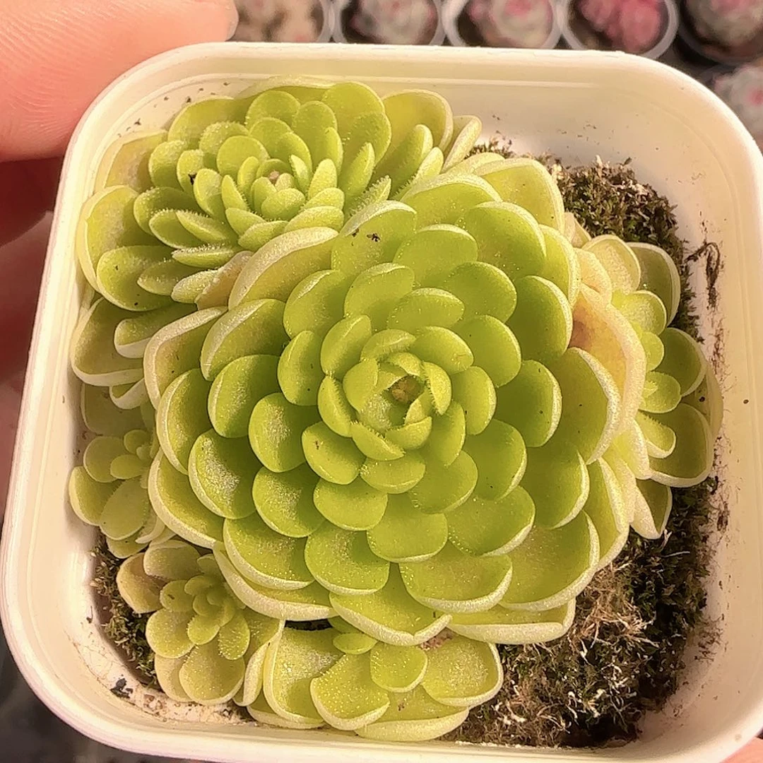 多肉1206-159捕虫堇