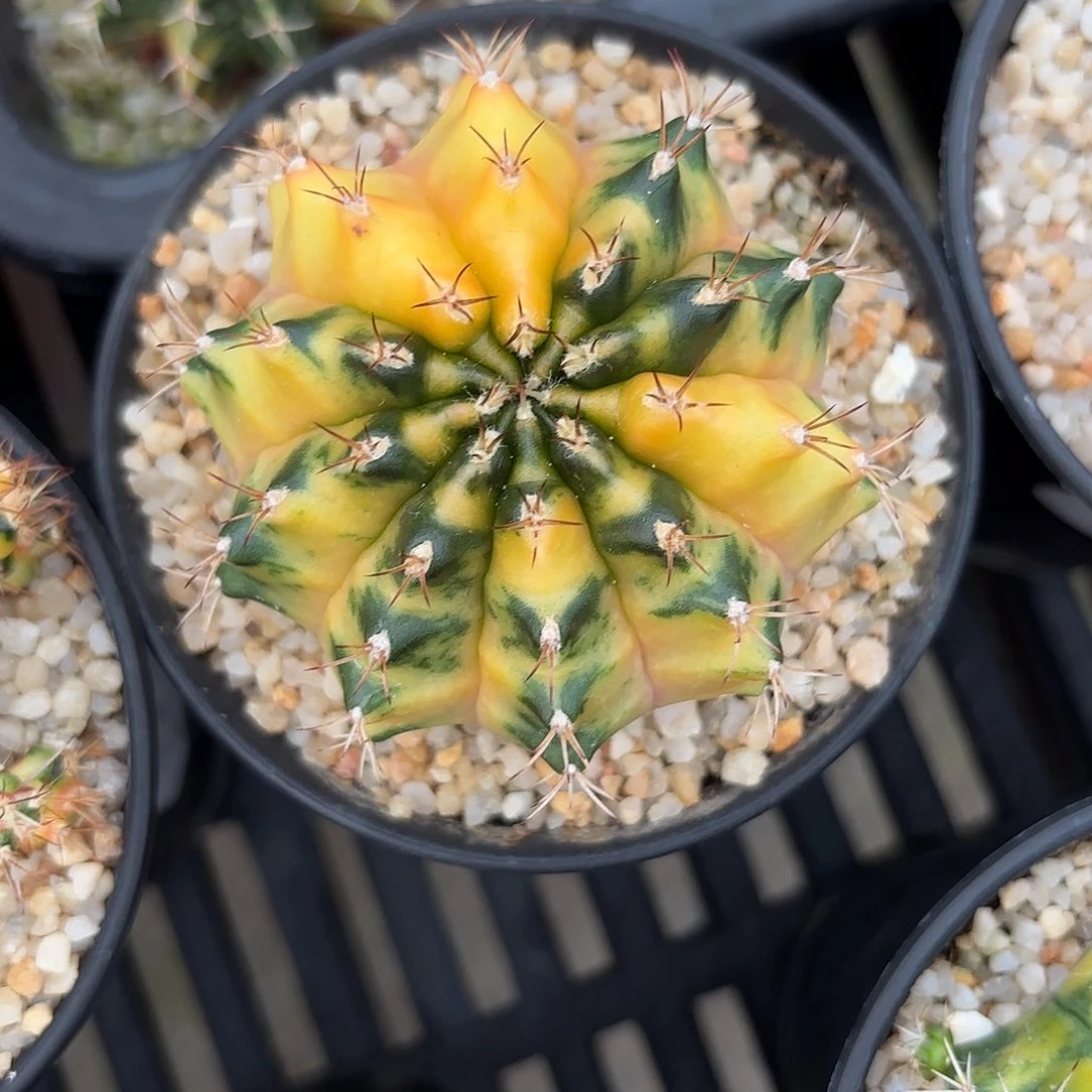 Z816-1111泰国米哈糖拐杖b