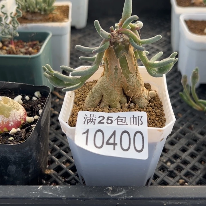 淡青霜400，一物一拍脱土