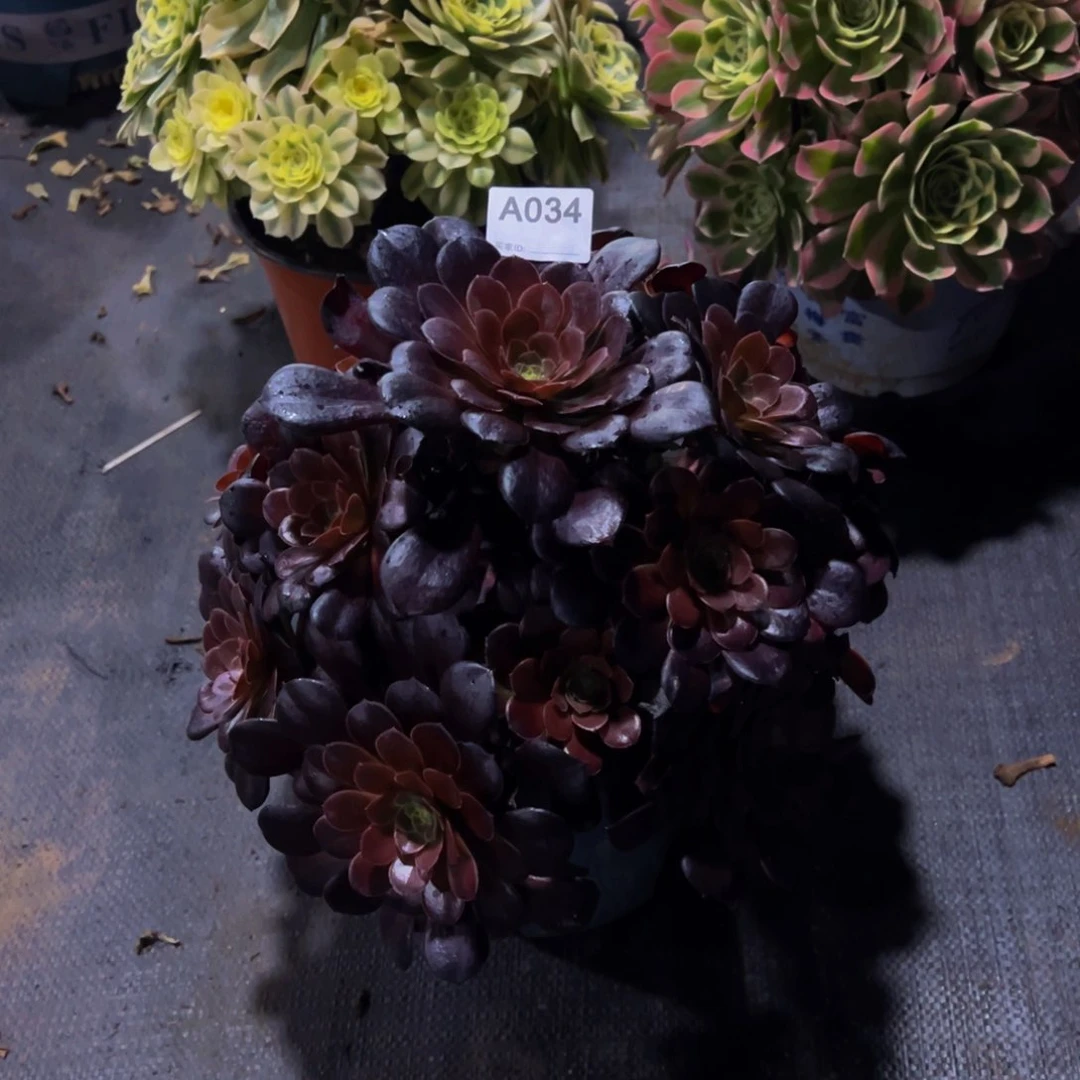 馀****孓034荷兰美贵法师，多肉植物
