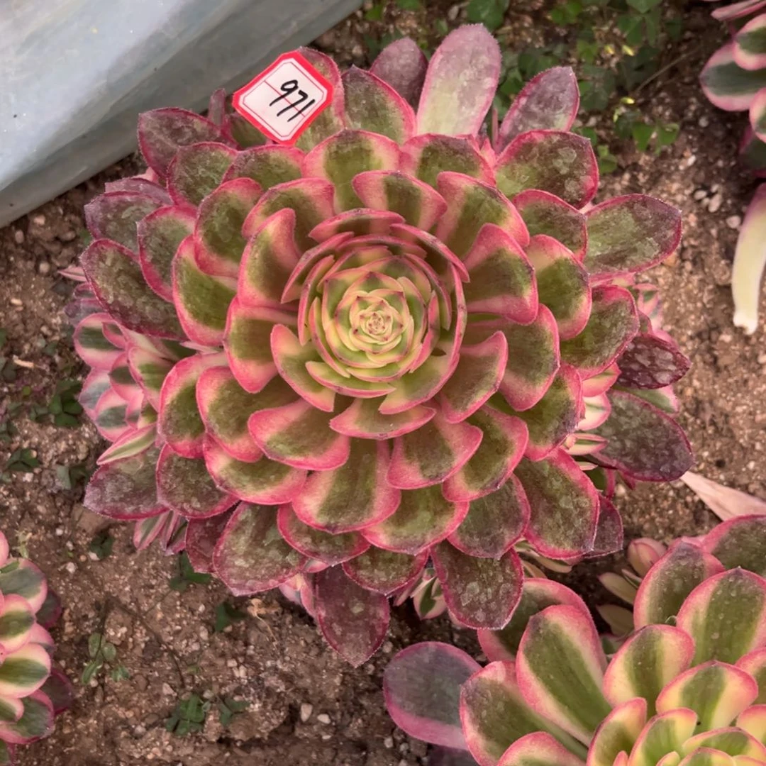 971多肉植物荔枝
