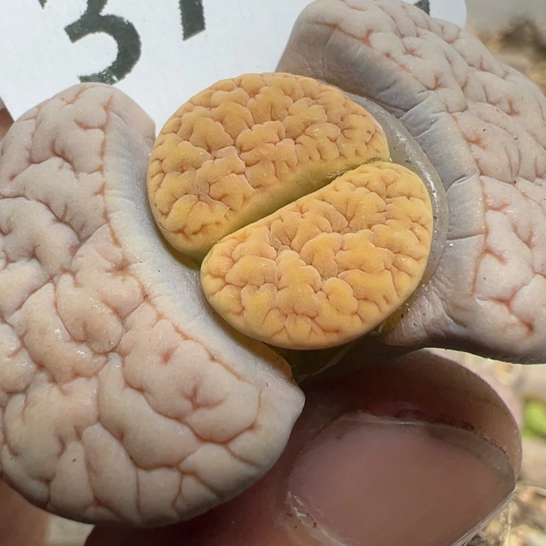 【闪购商品】 379。