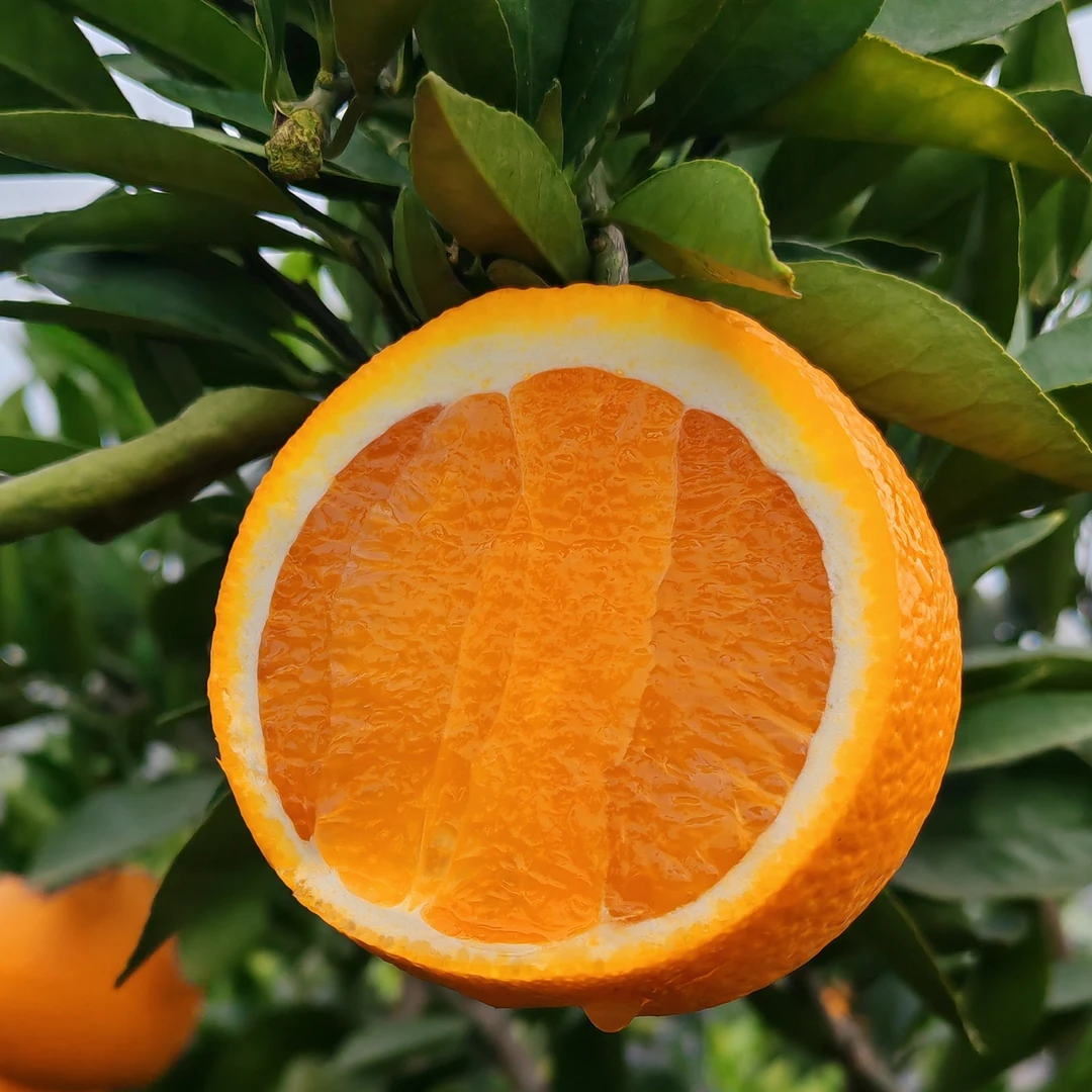 高山九月红果冻橙果园直发新鲜水果现摘皮薄肉厚