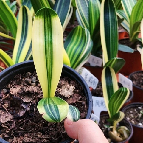 【闪购商品】喜**石