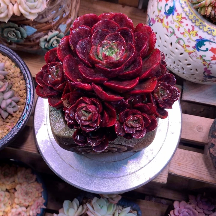 红色克劳斯多肉植物silanbao