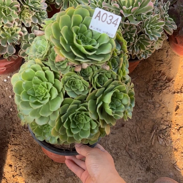 绿阳绒多肉植物034.