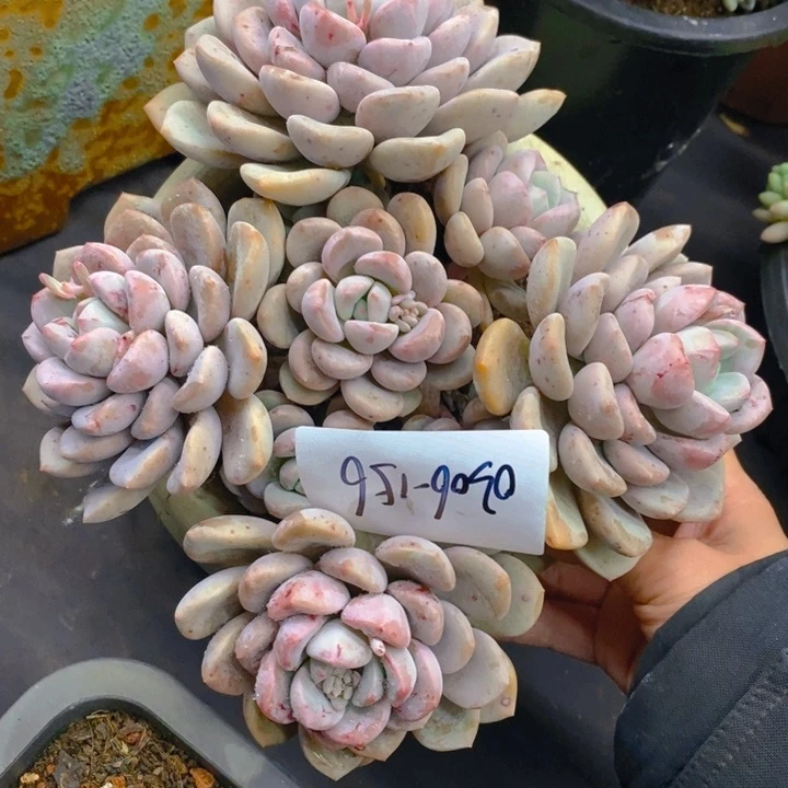 夏悦多肉0306-156白鹭