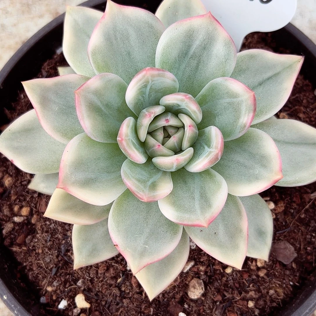 0919-93伊丽莎白锦