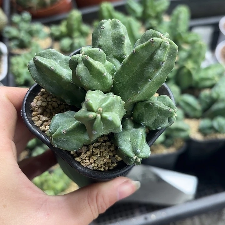 桃太郎高脚杯随机一盆