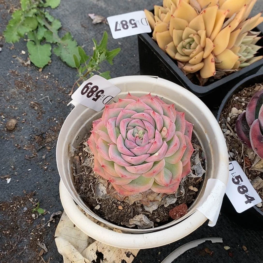 小**资589法兰西玫瑰多肉植物