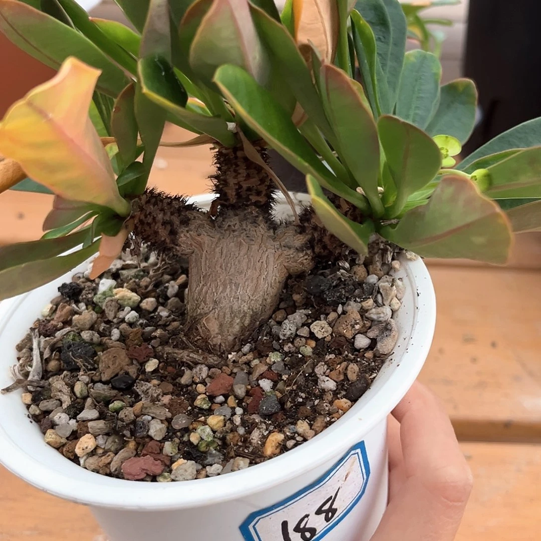 潮流植物象鼻大戟，小手