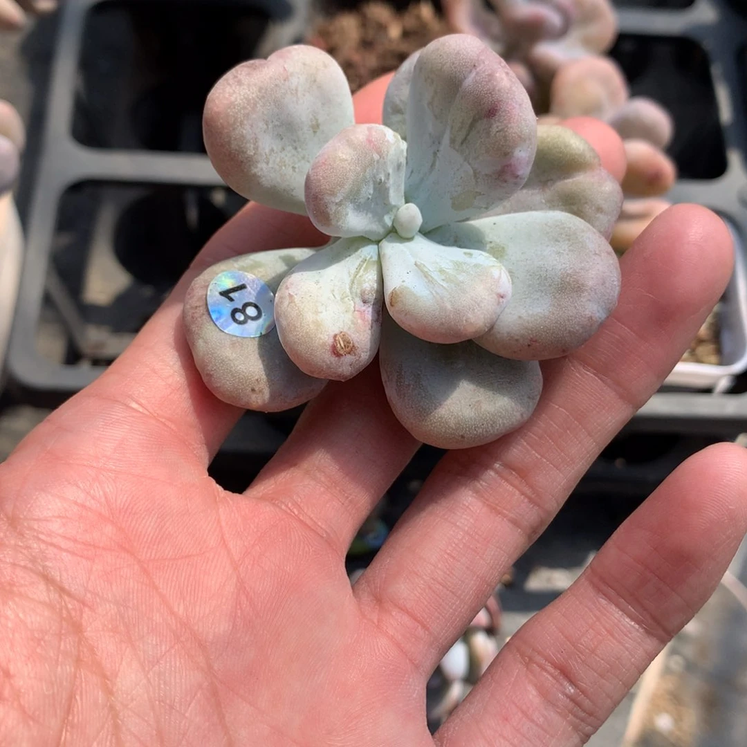 81油煎奶酪多肉。