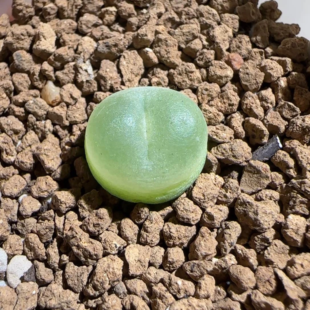 肉锥多肉植物百科-日式拉登910