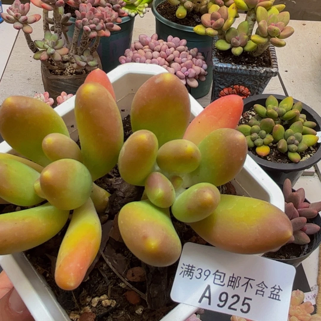 925芒果奶苗8cm多肉植物