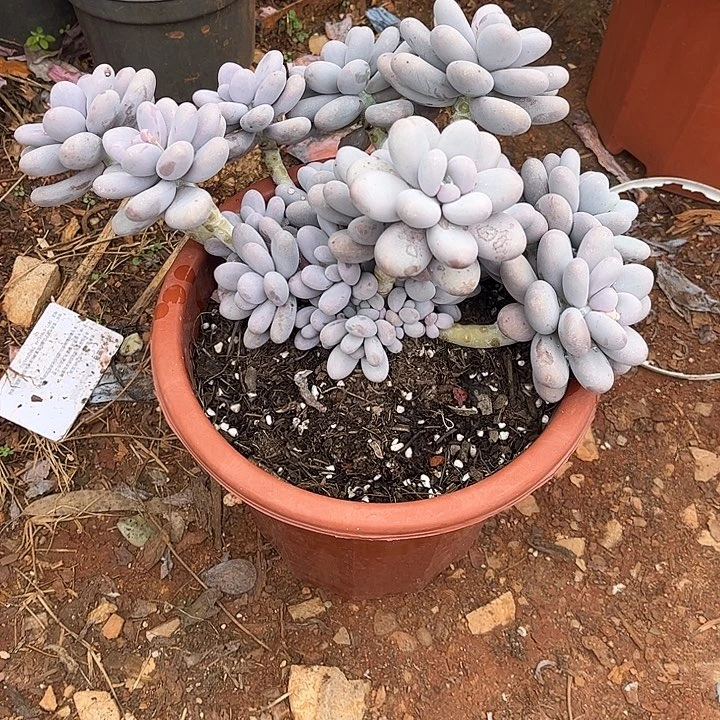 军***)奶酪大群，一物一拍