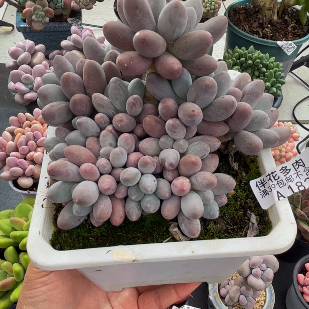 1821汤圆奶酪12cmdr