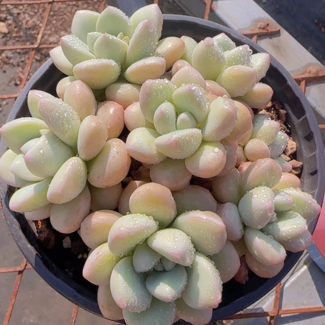 【闪购商品】控养泡泡糖