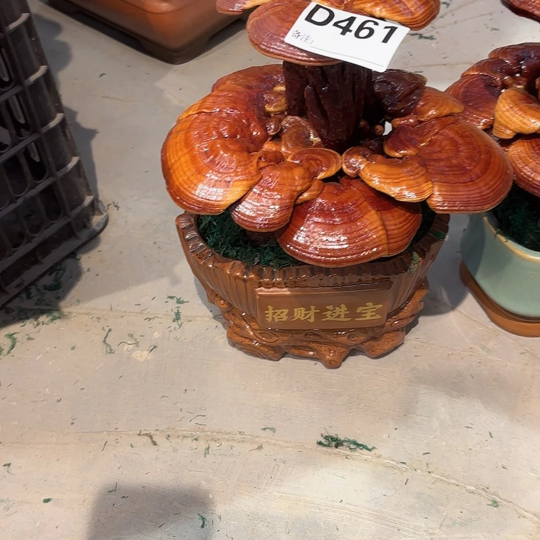 黄***梗无花朵灵芝88888888888888888