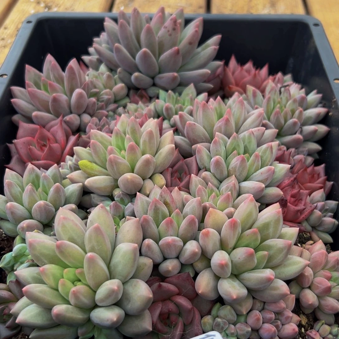 503的人都在用这个词了吗我真的