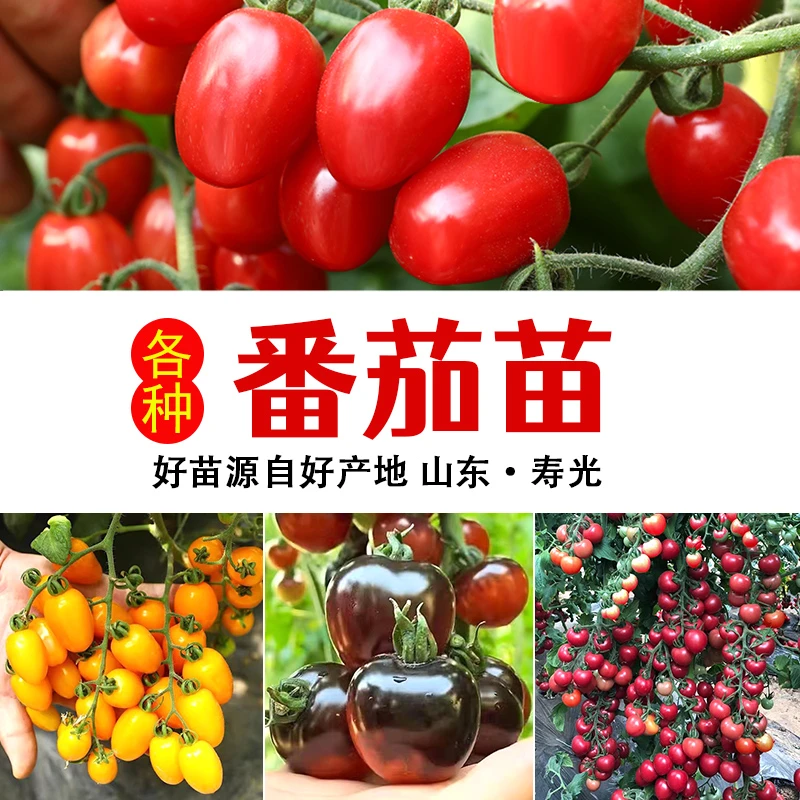 番茄苗秧四季阳台盆栽圣女果小西红柿苗多彩瀑布农家蔬菜苗千禧果