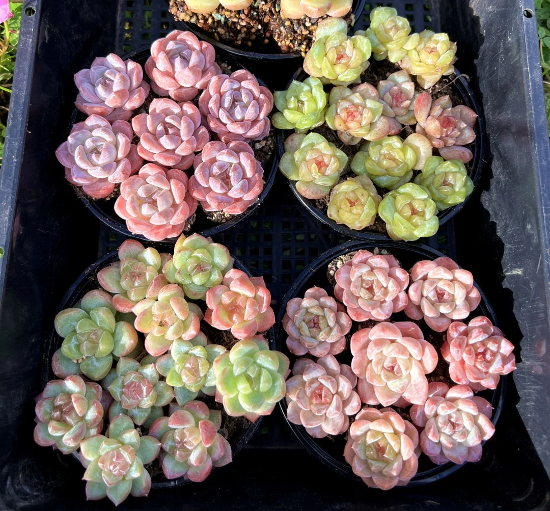 肉满满多肉 18,8 2号链接 精控多肉 12月17号