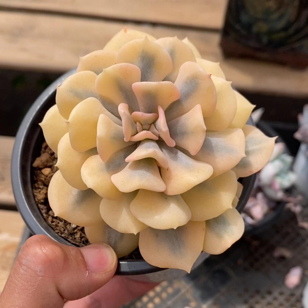 雪精灵吉娃娃锦多肉植物7637