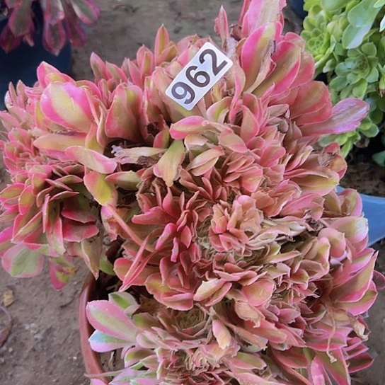 兴***卉多肉植物一个法师