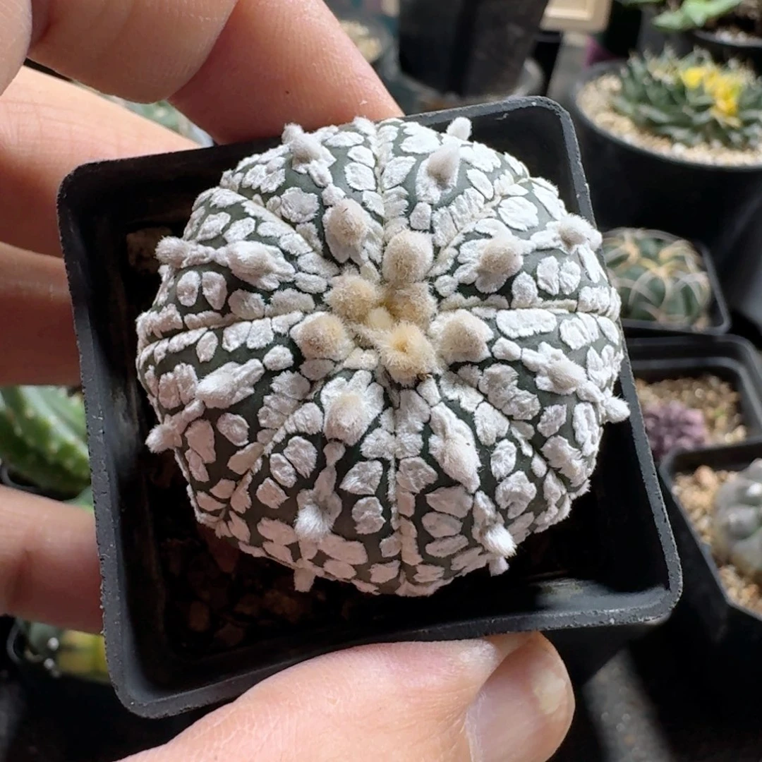 720超兜带盆发货实生