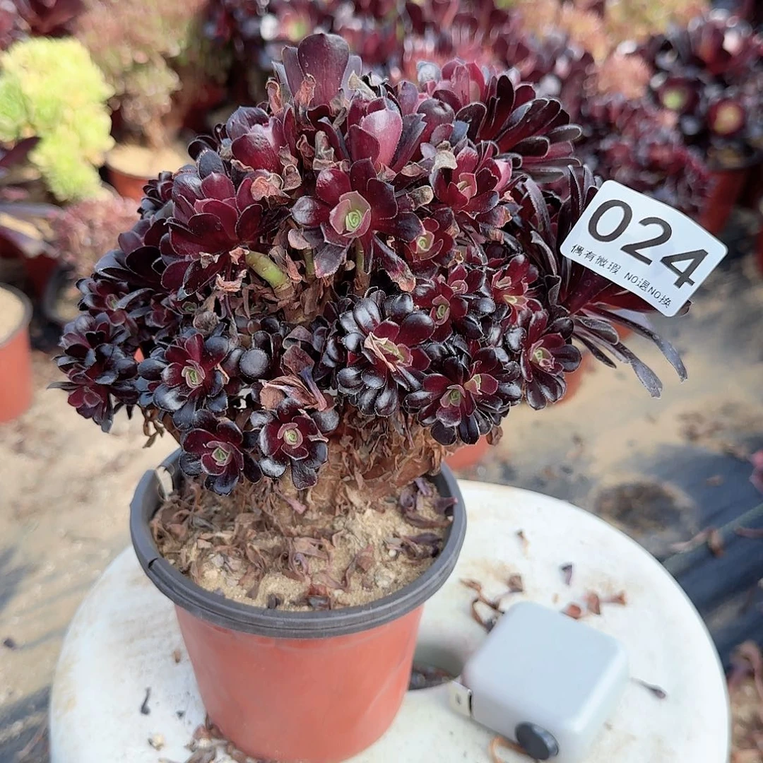 024欧紫朵朵一颗满28包邮