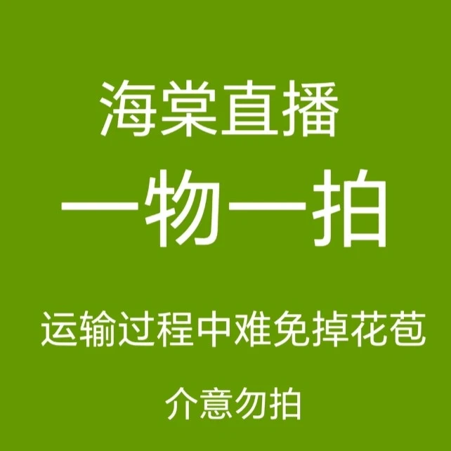 变色龙海棠花耐寒耐旱南北方都可以养盆栽