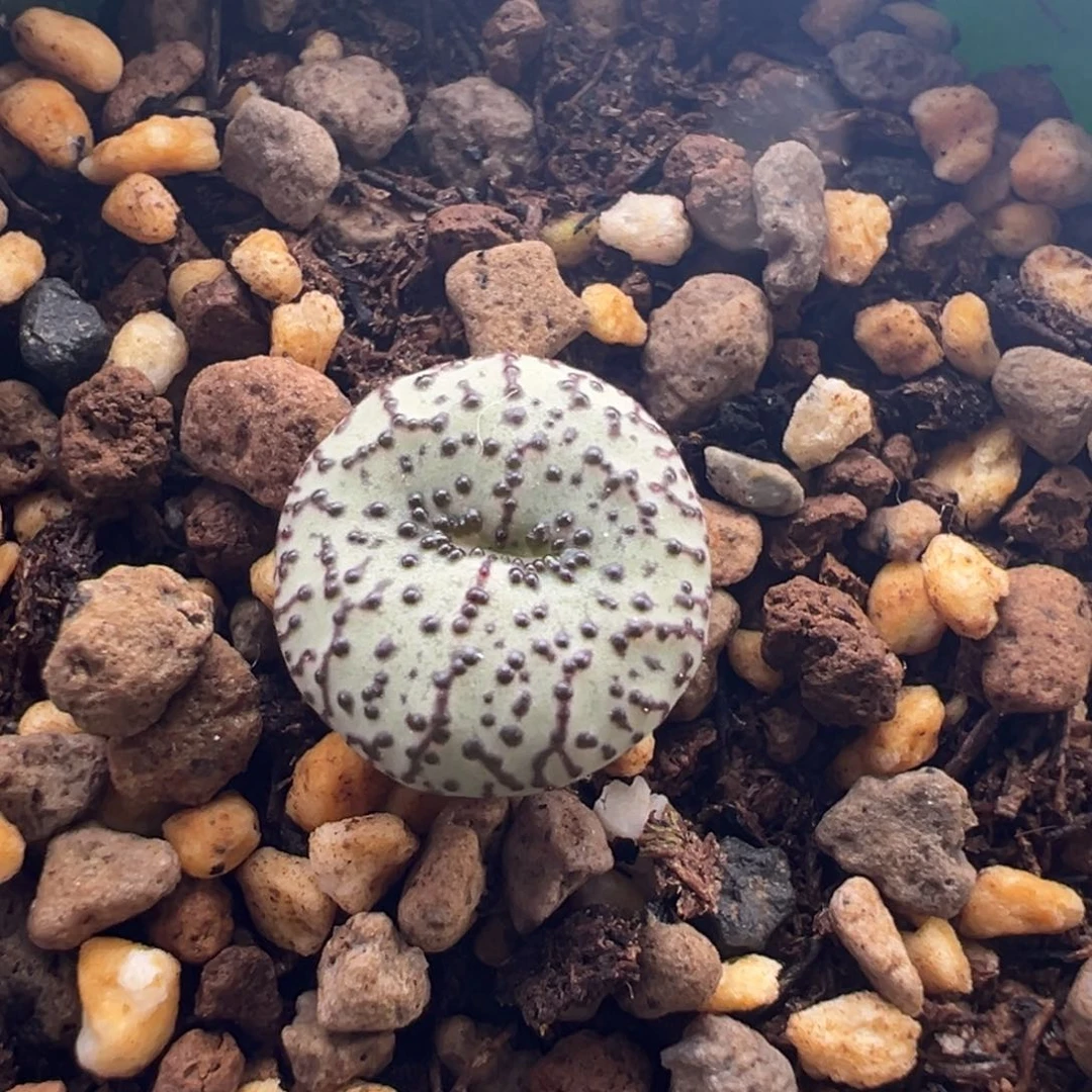 311/西瓜安贞。下播福利