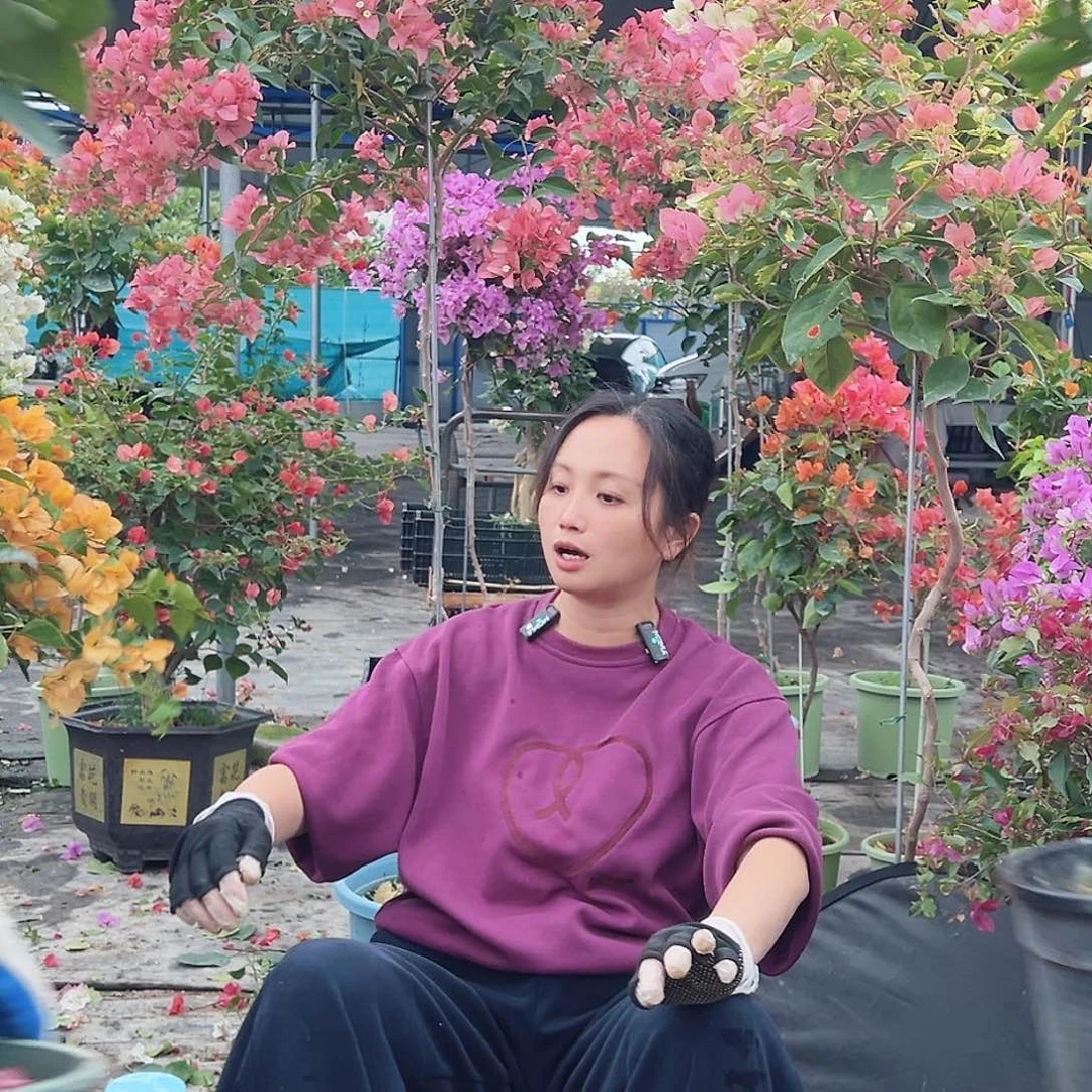 绽***放大部分花苞少量开放K43金色光辉