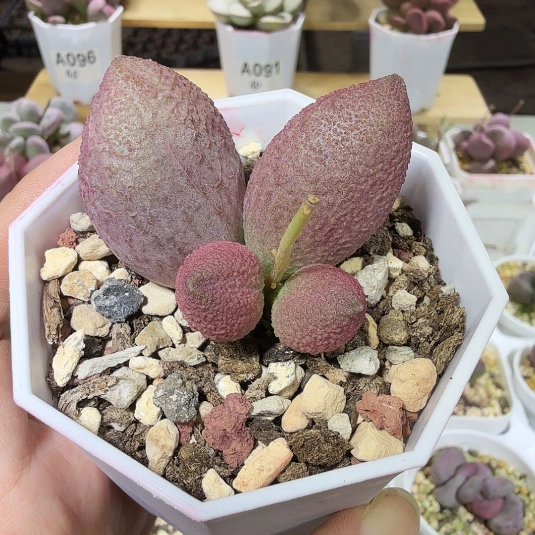 服部水泡多肉植物