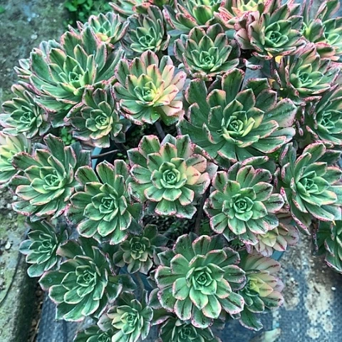 郑***你5005甜茶多肉植物